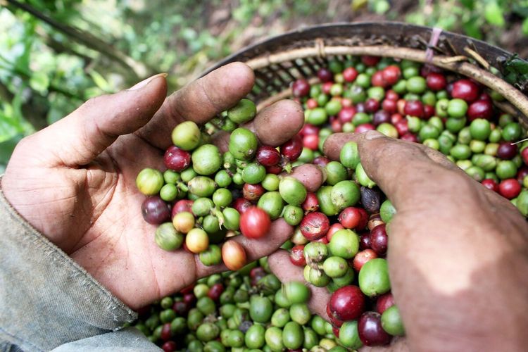 Warga Empat Lawang memanen biji kopi jenis robusta. Namun, saat ini petani memilih menunda untuk menjual karena harga terus anjlok.