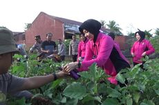 Dukung Program Ketahanan Pangan Pemerintah, Polres Palopo Ubah Lahan di Rumah Jabatan Jadi Kebun Sayur