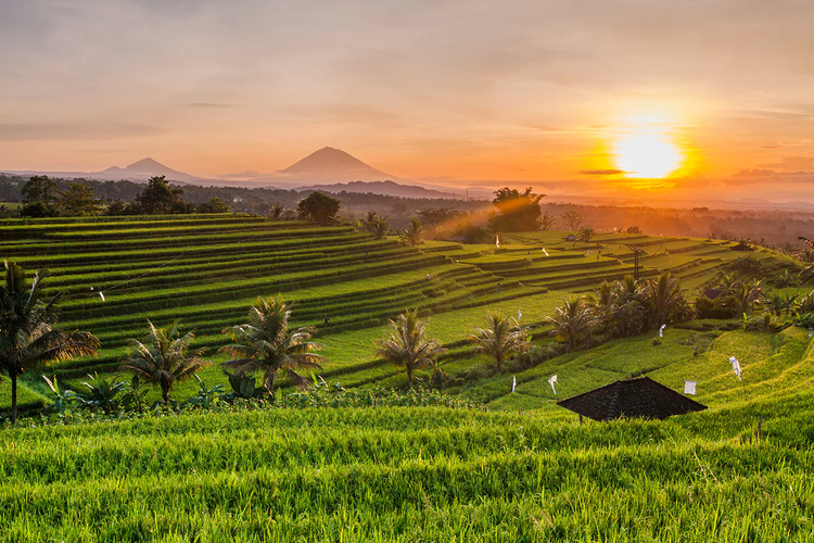Panorama persawahan di Desa Ubud, Bali.
