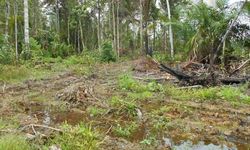 HS Dillon: Pasar Pertanian Harus Dikawal dari Intervensi Mafia Pangan