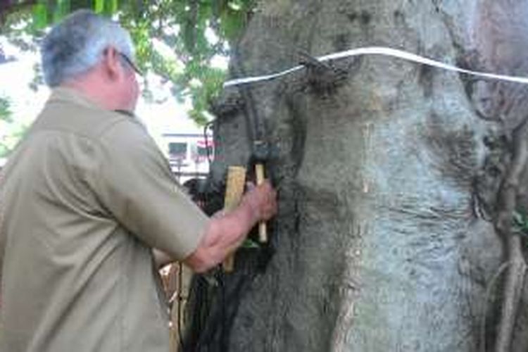 Petugas Dinas Kebersihan dan Pertamanan Kota Bogor memeriksa kondisi pohon di Jalan Juanda, Kota Bogor, Selasa (9/8/2016). Pohon-pohon tersebut diberikan tanda pengenal KTP (Kartu Tanda Pohon) untuk mengetahui kondisinya.