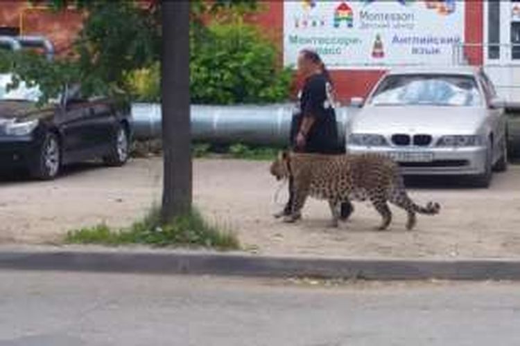 Terlihat seorang pejalan kaki menuntun seekor macan tutul di sebuah jalan di Kota Pskov, Russia.