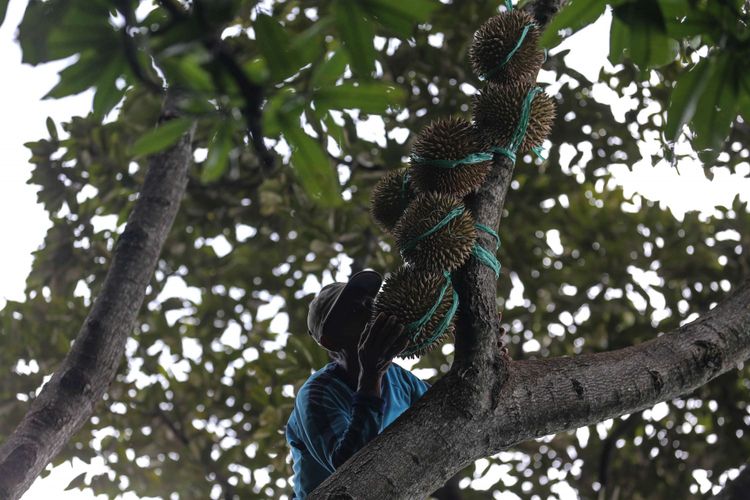 Godjali saat memanjat pohon durian untuk dipetik di kawasan perbukitan dekat Gunung Suling, tepatnya di Desa Rabak, Rumpin, Bogor, Jawa Barat, Kamis (31/1/2019). Untuk mencapai kawasan perbukitan membutuhkan waktu sekitar 2 jam jalan kaki untuk memanen durian, bulan desember sampai pertengahan februari adalah musim durian dikawasan Rumpin ini.