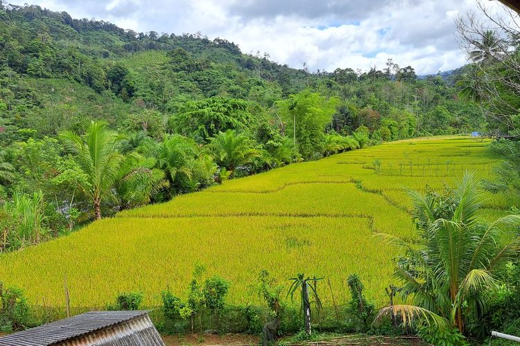 Persawahan di Desa Lubuk Resam, Seluma Bengkulu