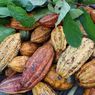 Khasiat Kakao untuk Masalah Tekanan Darah Tinggi