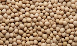 Gakoptindo: Segmentasi Kedelai Lokal dan Impor Kunci Ketahanan Pangan Nasional