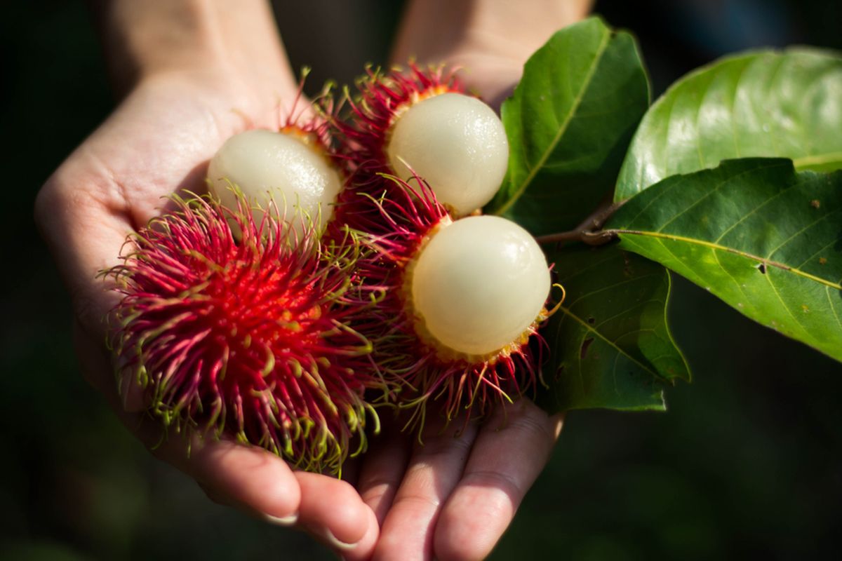 Kandungan buah rambutan termasuk serat, vitamin, mineral, dan antioksidan. Manfaat buah rambutan meliputi untuk mengurangi risiko penyakit jantung.