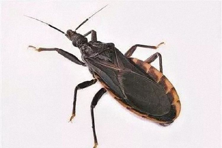 Kissing bugs, serangga yang membawa parasit  Trypanosoma cruzi yang membawa penyakit mematikan Chagas.