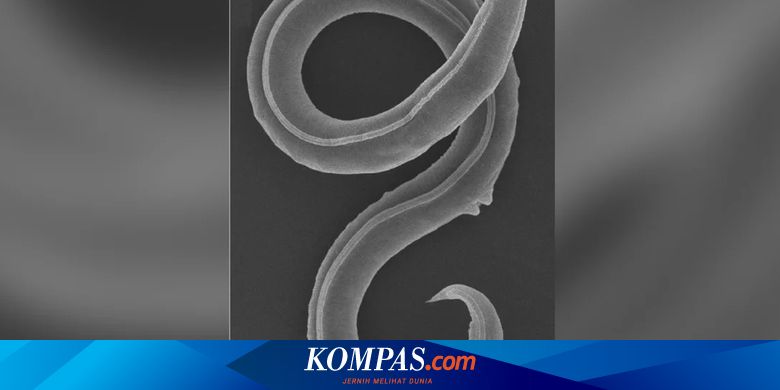 Ученым удалось оживить организм нематоду panagrolaimus. Самый большой круглый червь. Гипобиоз и криптобиоз. Паразит кашалота нематод. Panagrolaimus davidi.