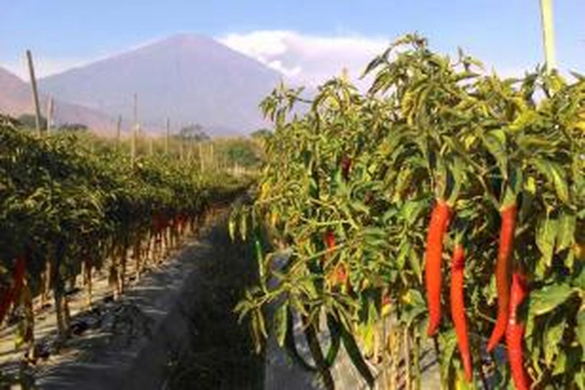 Foto dari kamera smartphone menunjukkan perkebunan cabai di kaki Pergasingan, di Desa Sembalun Lawang, Lombok Timur. Aktivitas Gunung Barujari di Kaldera Gunung Rinjani, tidak banyak mempengaruhi kehidupan warga Desa Sembalun Lawang yang letaknya di sebelah timur gunung, karena abu vulkanik terlihat mengarah ke barat.