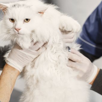 Proses steril kucing adalah operasi reguler untuk menjaga kucing tetap sehat dan membuatnya tidak berkembang biak tanpa kontrol. 