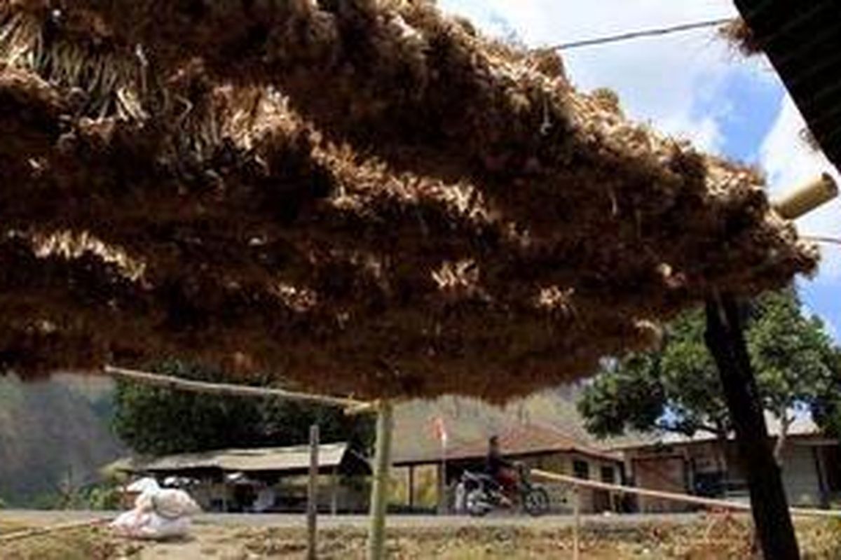 awang dijemur di depan rumah warga di kaki Gunung Rinjani di Desa Sembalun, Lombok Timur, Nusa Tenggara Barat, Selasa (27/9/2011). Desa setempat pernah dikenal sebagai penghasil bawang terbesar namun mulai pudar karena perubahan ekologi.