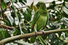 Mengapa Ada Burung Beo yang Membunuh Anaknya?