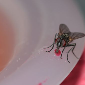 Ilustrasi lalat di piring makanan. 