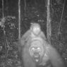 Momen Gorila Terlangka di Dunia Gendong Bayinya