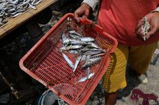 Melihat Pembuatan Ikan Asin di Muara Angke