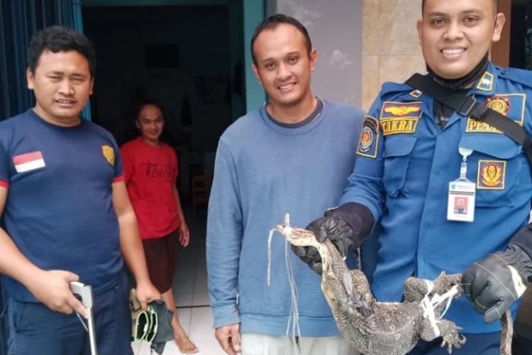 Petugas Damkar Kota Salatiga mengevakuasi biawak yang masuk ke rumah warga