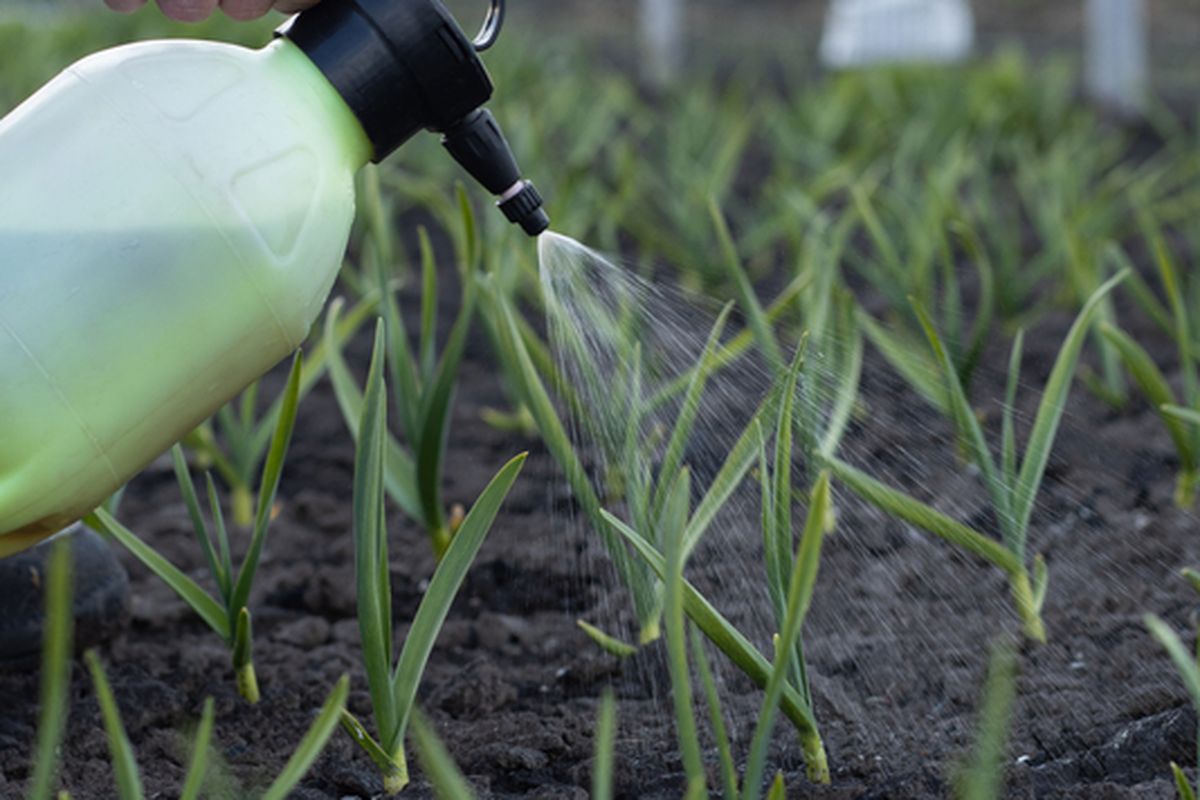 Ilustrasi mengaplikasikan pupuk cair ke tanaman. 