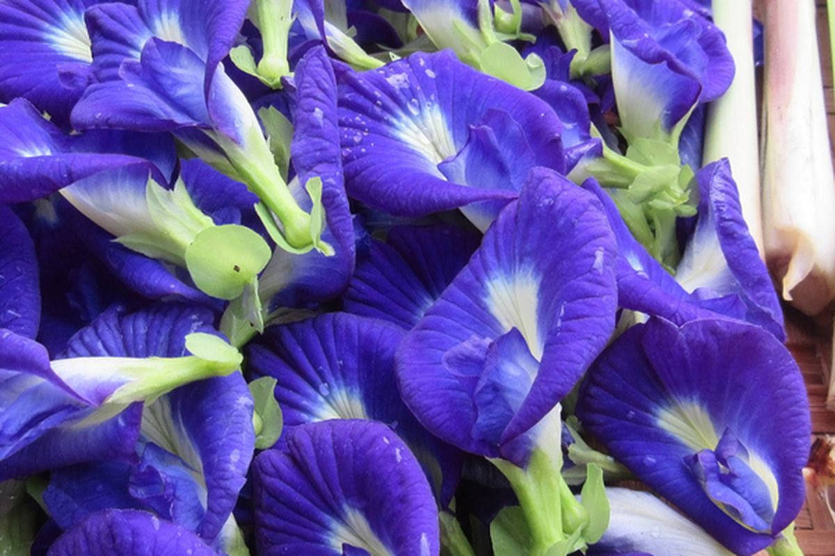 Ilustrasi bunga telang. 