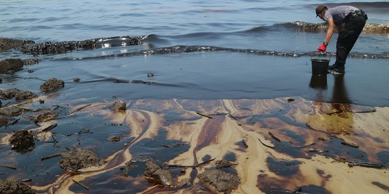  Hewan  Laut  Banyak yang  Mati di Kamchatka Apa Penyebabnya 