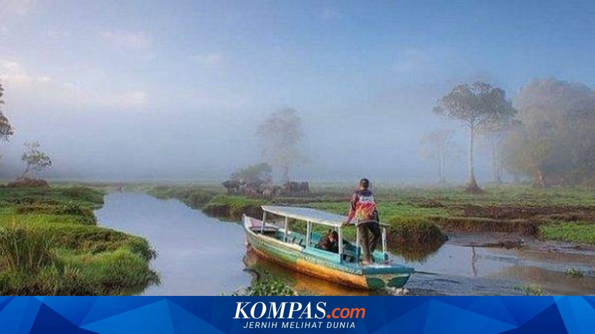 Rawa Bento di Jambi: Daya Tarik, Biaya, dan Rute