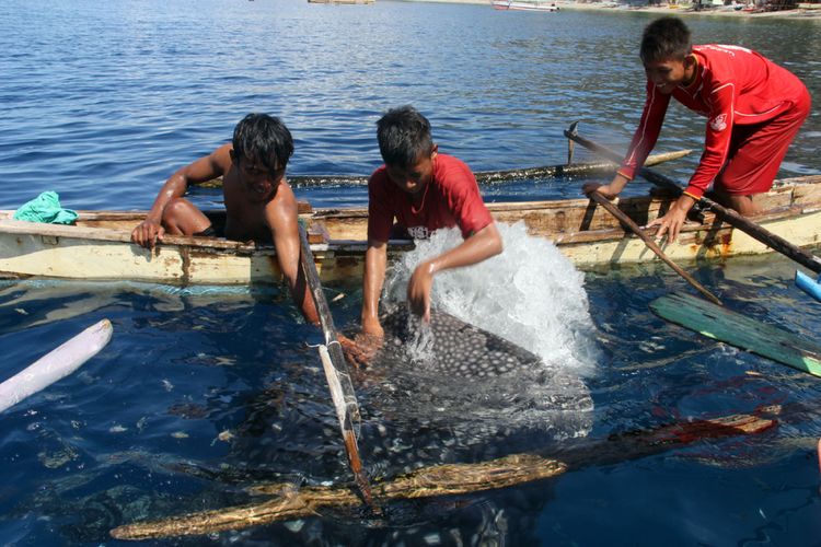 Anak-anak nelayan di Botubarani bermain dengan hius paus di dekat rumah mereka. Hiu paus ini menjadi daya tarik wisata andalan Provinsi Gorontalo