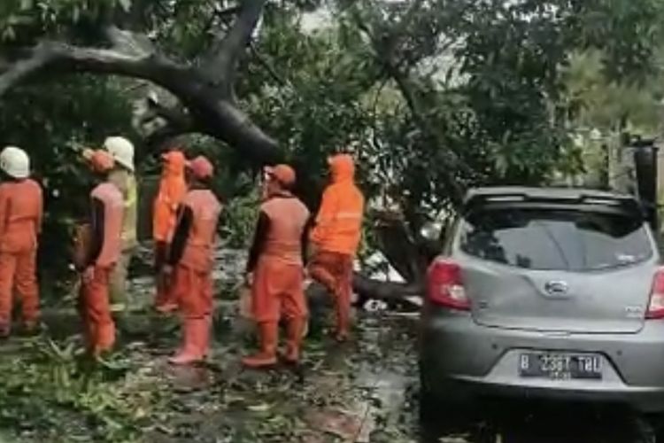 Sebuah pohon mangga di Jalan Rawa Maja, Cipete Selatan, Cilandak, Jakarta Selatan pada Selasa (26/10/2021) siang tumbang lalu menimpa mobil.