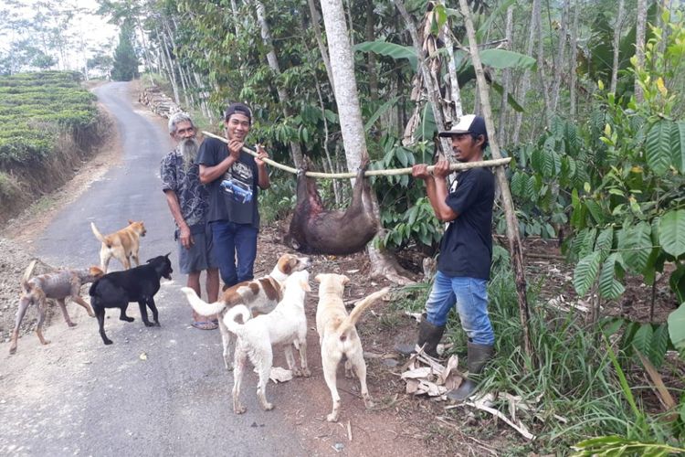 Warga berhasil memburu seekor babi hutan seberat 70 kilogram yang menerobos masuk ke rumah milik Achmad, warga Desa Sinduaji, Kecamatan Pandanarum, Banjarnegara, Jawa Tengah, Senin (17/9/2018).