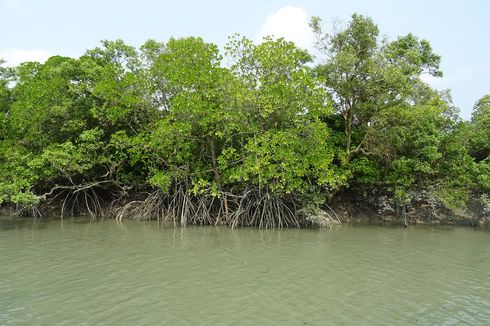 Hutan Mangrove: Fungsi dan Persebarannya di Indonesia