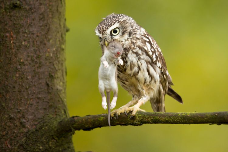 Ilustrasi burung hantu kecil bernama latin Athena noctua