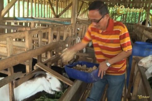 Cara Beternak Kambing Perah Agar Menghasilkan Susu Kambing Berkualitas
