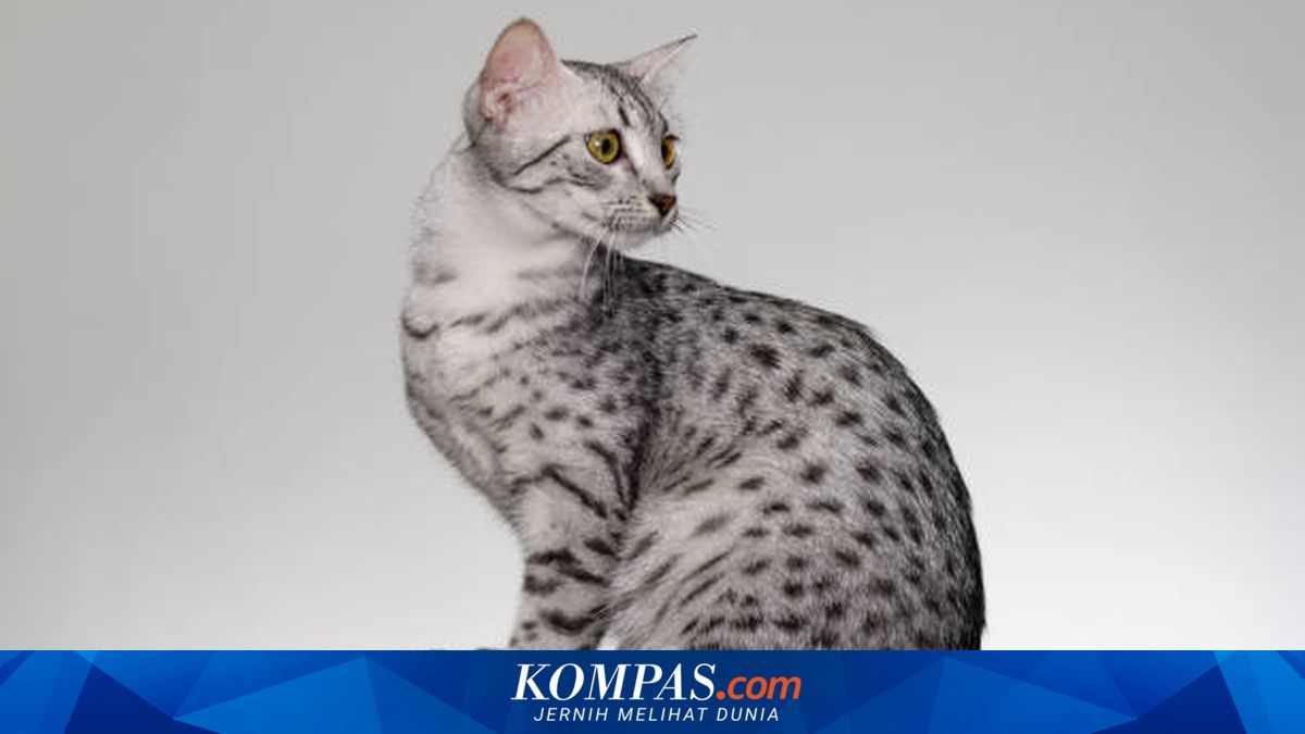 9 Ras Kucing yang Sudah Jarang Ditemukan di Dunia