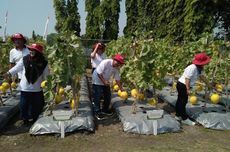 Masyarakat Bisa Petik Sayuran dan Buah Segar di Petro Agrifood Expo 2023