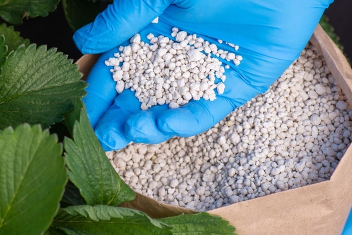 Ilustrasi memberi pupuk NPK ke tanaman.