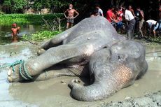 Kelelahan Berjalan 1.000 Km, Gajah Korban Banjir Akhirnya Mati