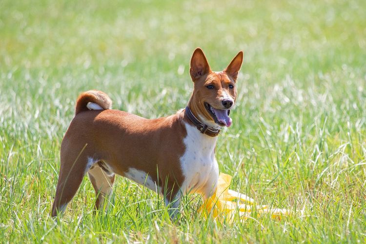 Ilustrasi ras anjing Basenji. 