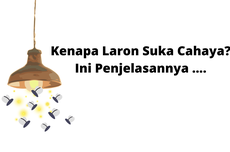 Kenapa Laron Suka Cahaya? Ini Penjelasannya ....