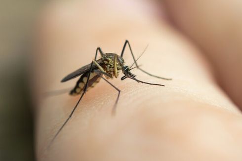 Cara Membuat Obat Nyamuk Bakar dari Bahan Alami