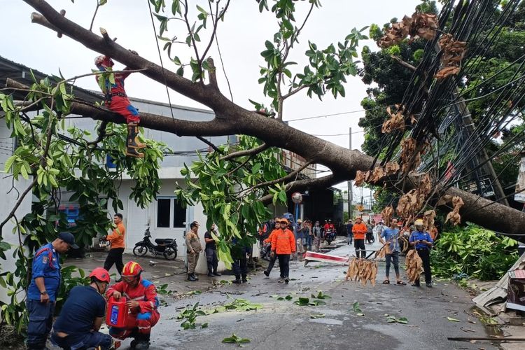 Petugas Damkar Kota Bekasi saat mengevakuasi pohon setinggi 12 meter yang tumbang di Jalan Raya dr.Ratna, Jatikramat, Jatiasih, Kota Bekasi, Kamis (9/2/2023) siang. Pohon besar itu tumbang setelah tak kuat menahan terpaan angin.