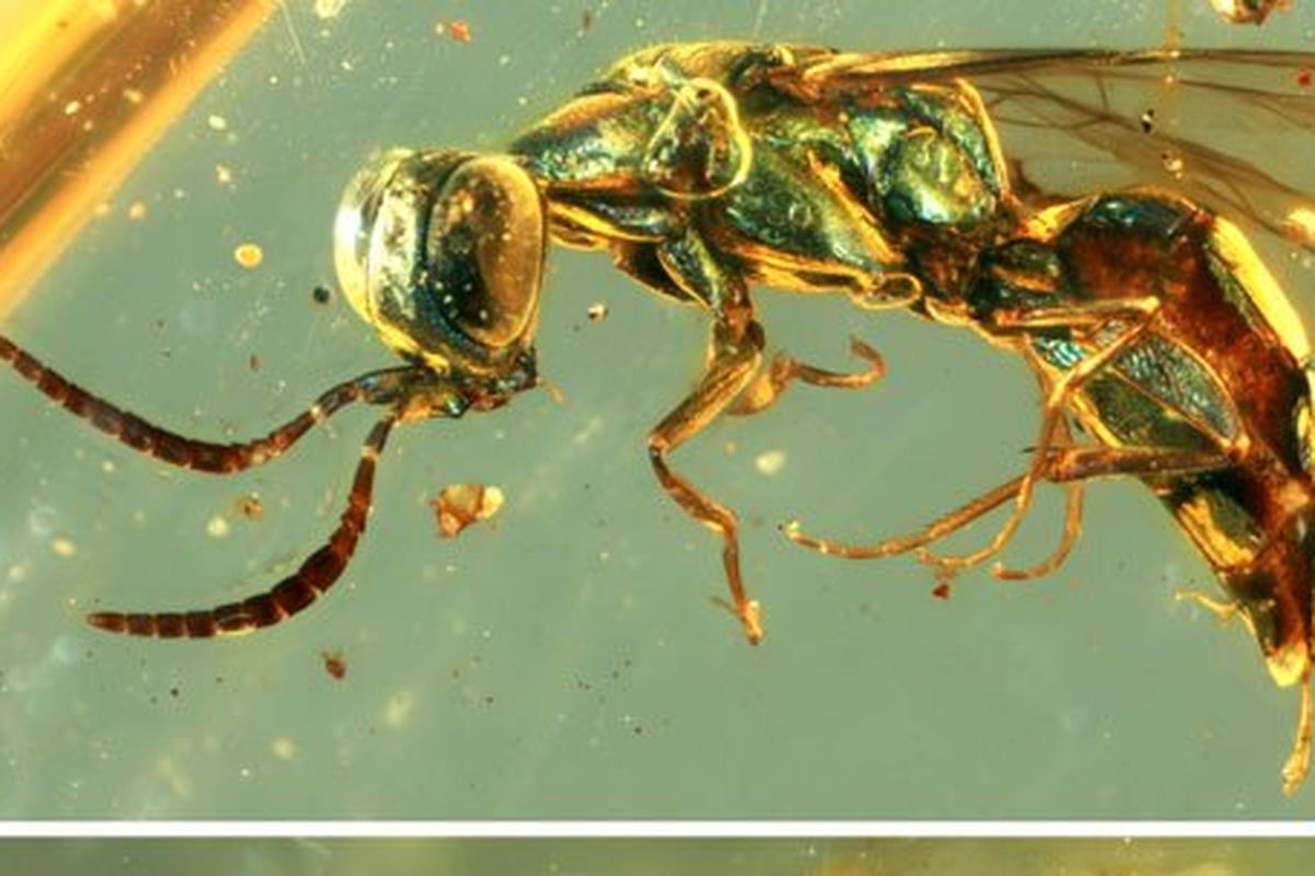 Serangga purba di dalam fosil damar dari 99 juta tahun yang lalu. Para peneliti di Nanjing Institute of Geology and Palaeontology of the Chinese Academy of Science (NIGPAS) menunjukkan warna pada serangga purba masih awet.