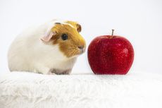 Simak, Makanan yang Boleh dan Tidak Boleh Diberikan ke Guinea Pig