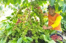 Punya Cita Rasa Unik, Kopi asal Bengkulu Sangat Digemari Orang Malaysia