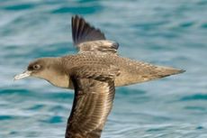 Perubahan Iklim Membuat Burung Laut Harus Terbang Lebih Jauh