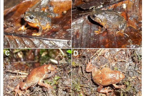 Oreophryne riyantoi, Katak Spesies Baru Endemik Sulawesi