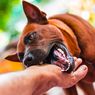 Alami Luka Usai Digigit Anjing Tetangga, Wajah Bocah 2 Tahun di Sikka Dijahit