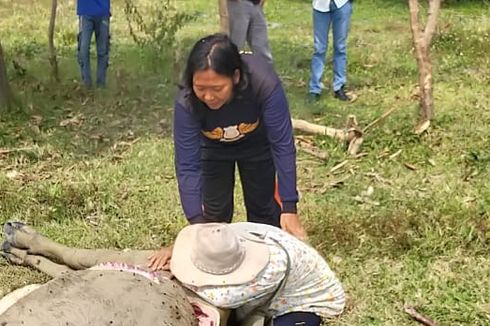 5 Pencuri 9 Kerbau di Cilegon Ditangkap, Salah Satunya Diduga Sekuriti PT KIEC