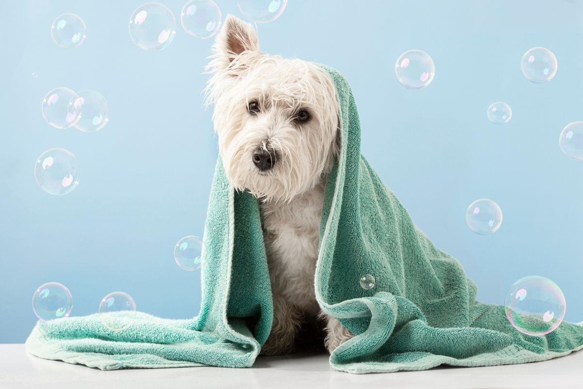 Ilustrasi anjing mandi atau memandikan anjing.