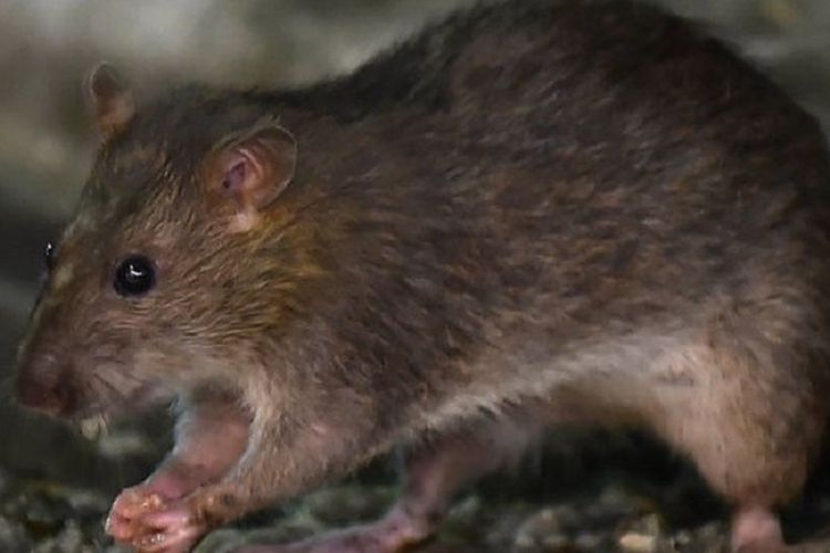 Tikus dikenal pandai beradaptasi dan karenanya mudah ditemui di banyak tempat.