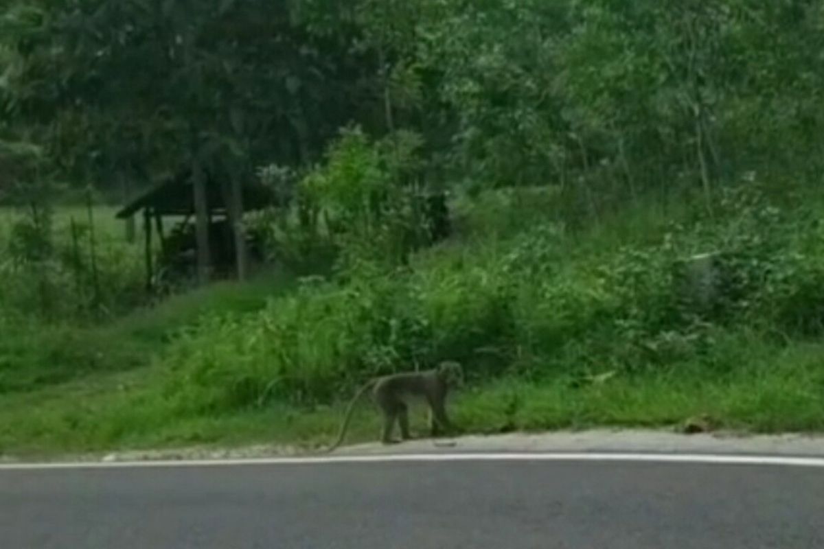 Monyet Ekor Panjang Saat Menyebrang Jalan di Kalurahan Kemadang Kapanewon Tanjungsari, Gunungkidul beberapa waktu lalu