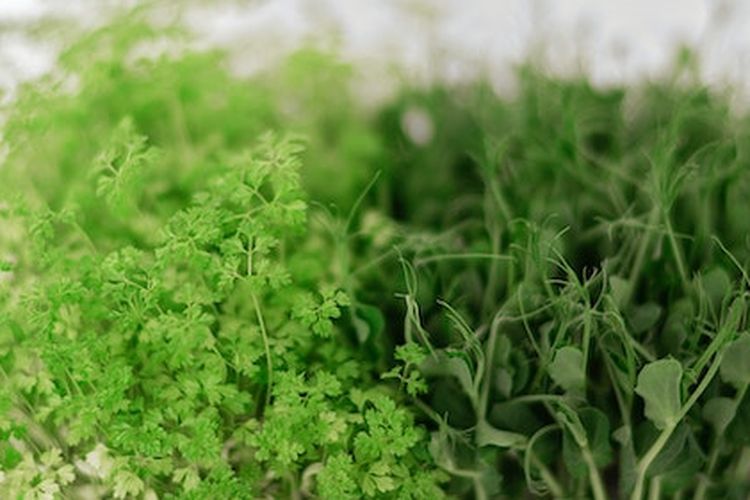 Ilustrasi sayuran microgreen, microgreen